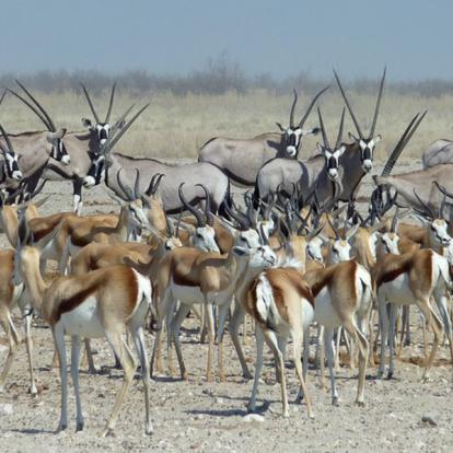 Safari en Namibie : Les Rivières Ephémères